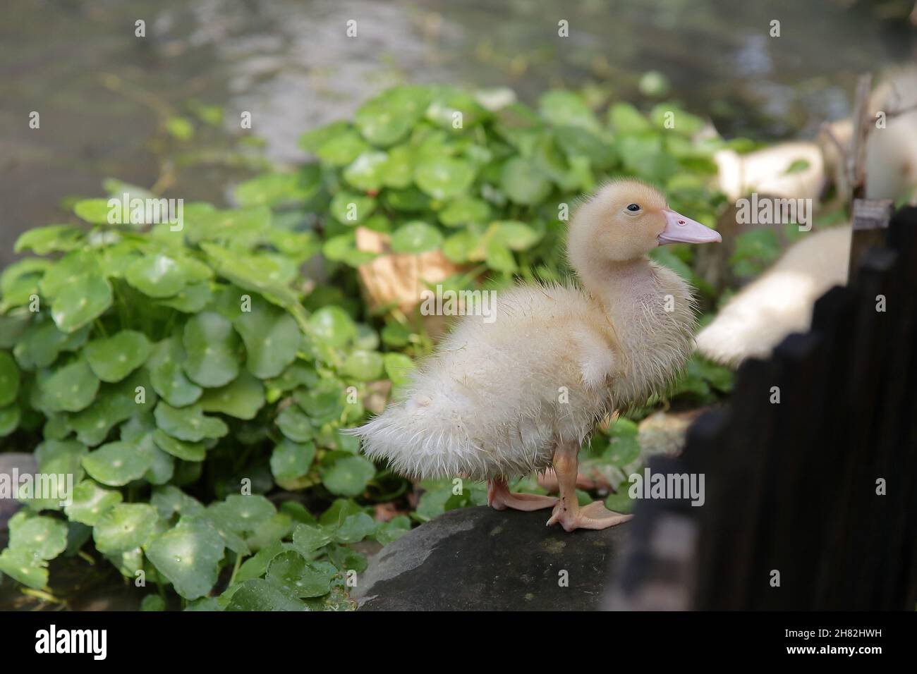 cute yellow duckling swimming in a pond with lots of fish Stock Photo