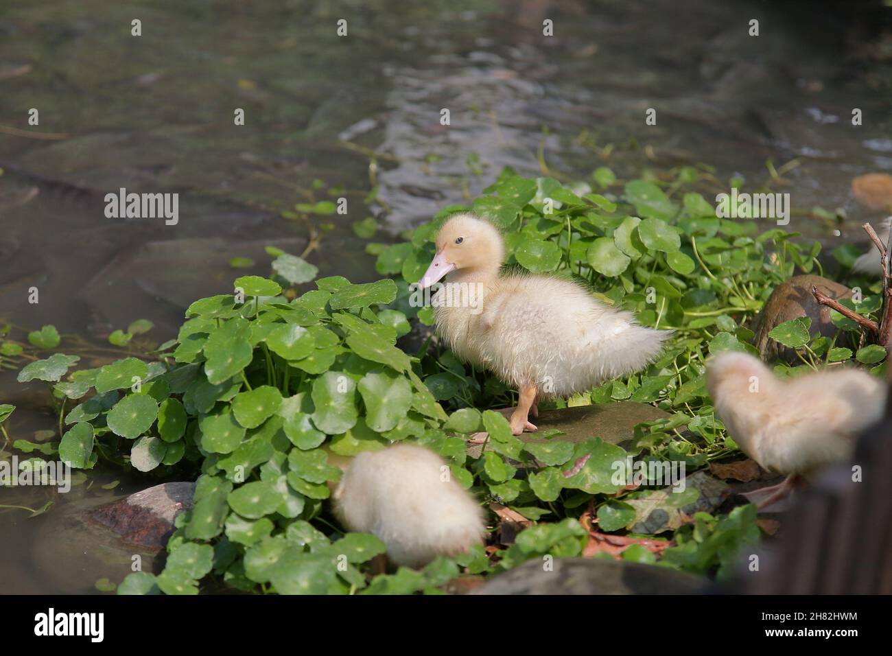 cute yellow duckling swimming in a pond with lots of fish Stock Photo