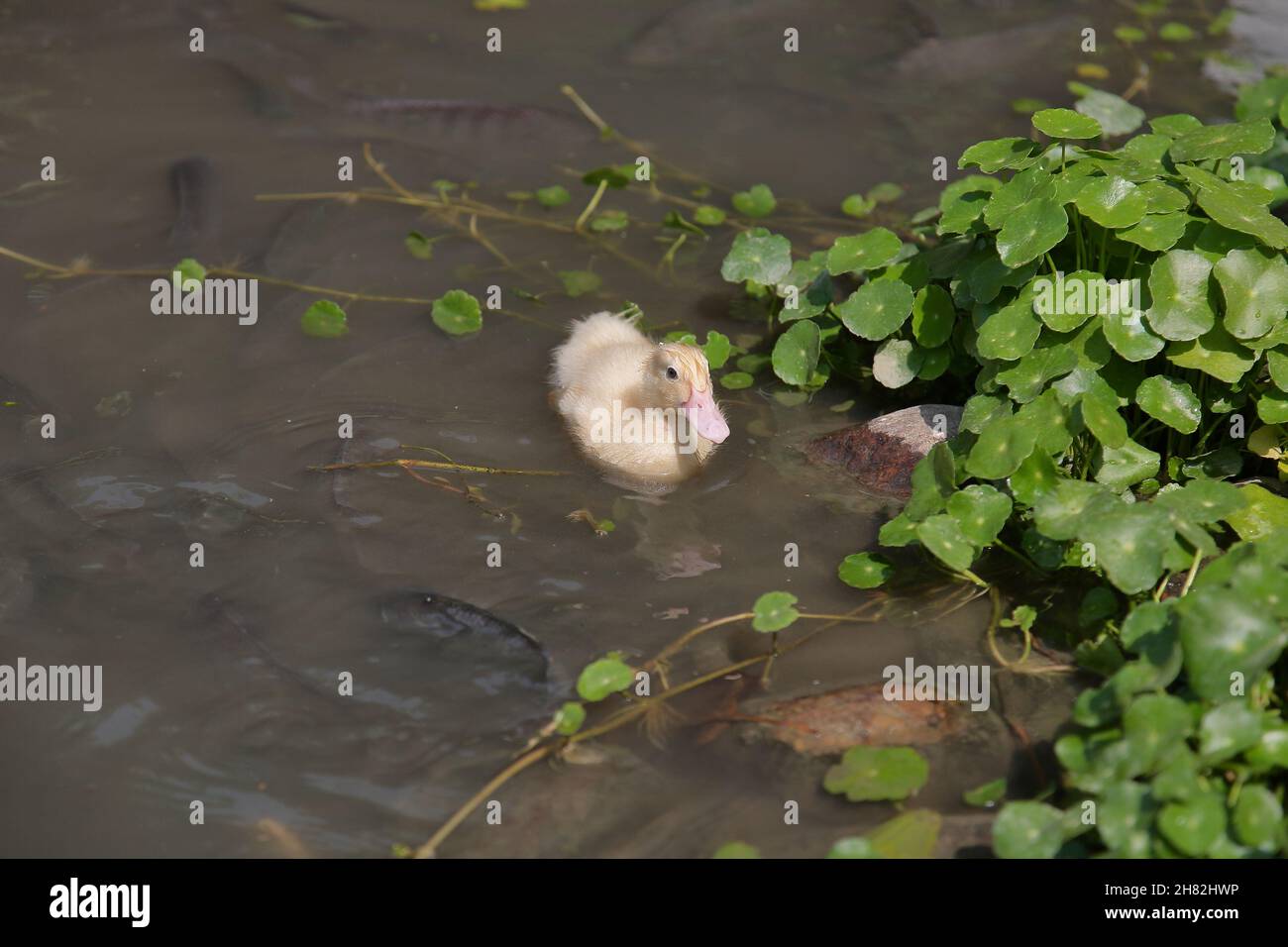 cute yellow duckling swimming in a pond with lots of fish Stock Photo