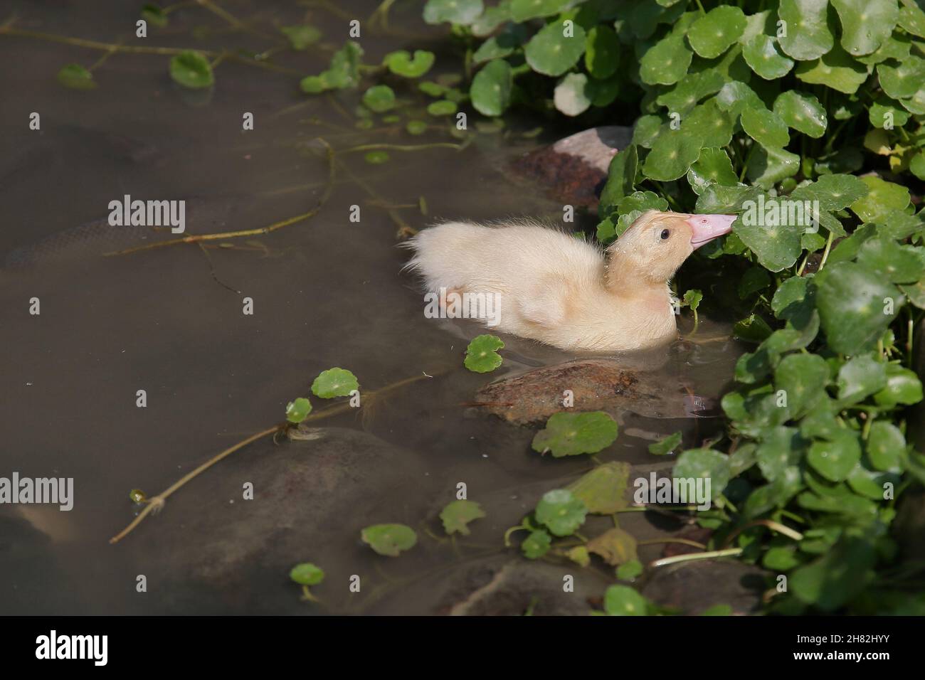 cute yellow duckling swimming in a pond with lots of fish Stock Photo