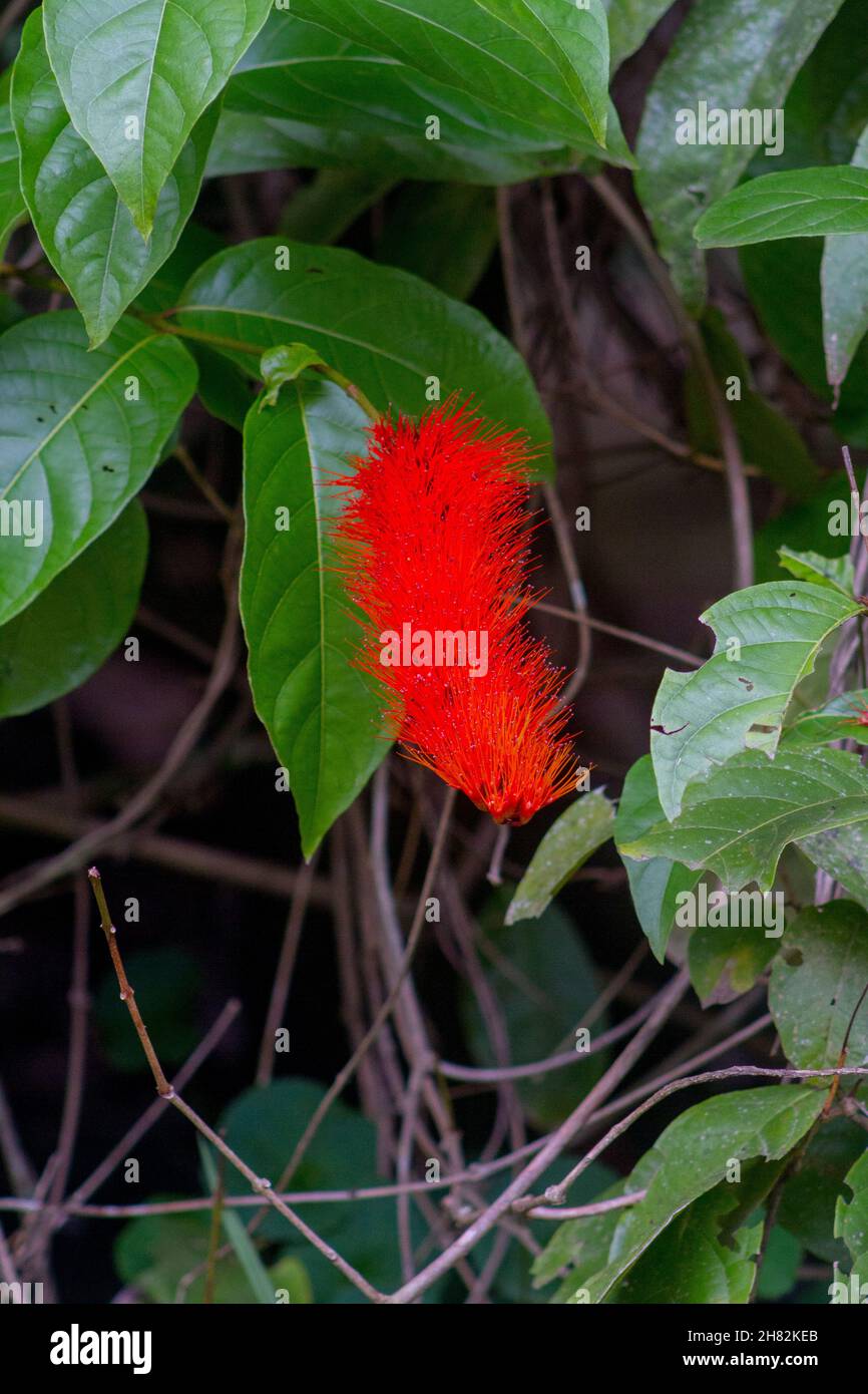 plant known as monkey brush in a garden in rio de janeiro. Stock Photo