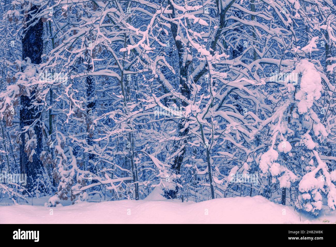 Snowy forest in winter morning. Trees covered with snow Stock Photo - Alamy