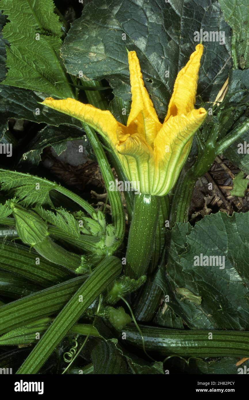 BUSH MARROW OR GOLDEN ZUCCHINI. FEMALE FLOWER. NOTE OVARY WHICH WILL