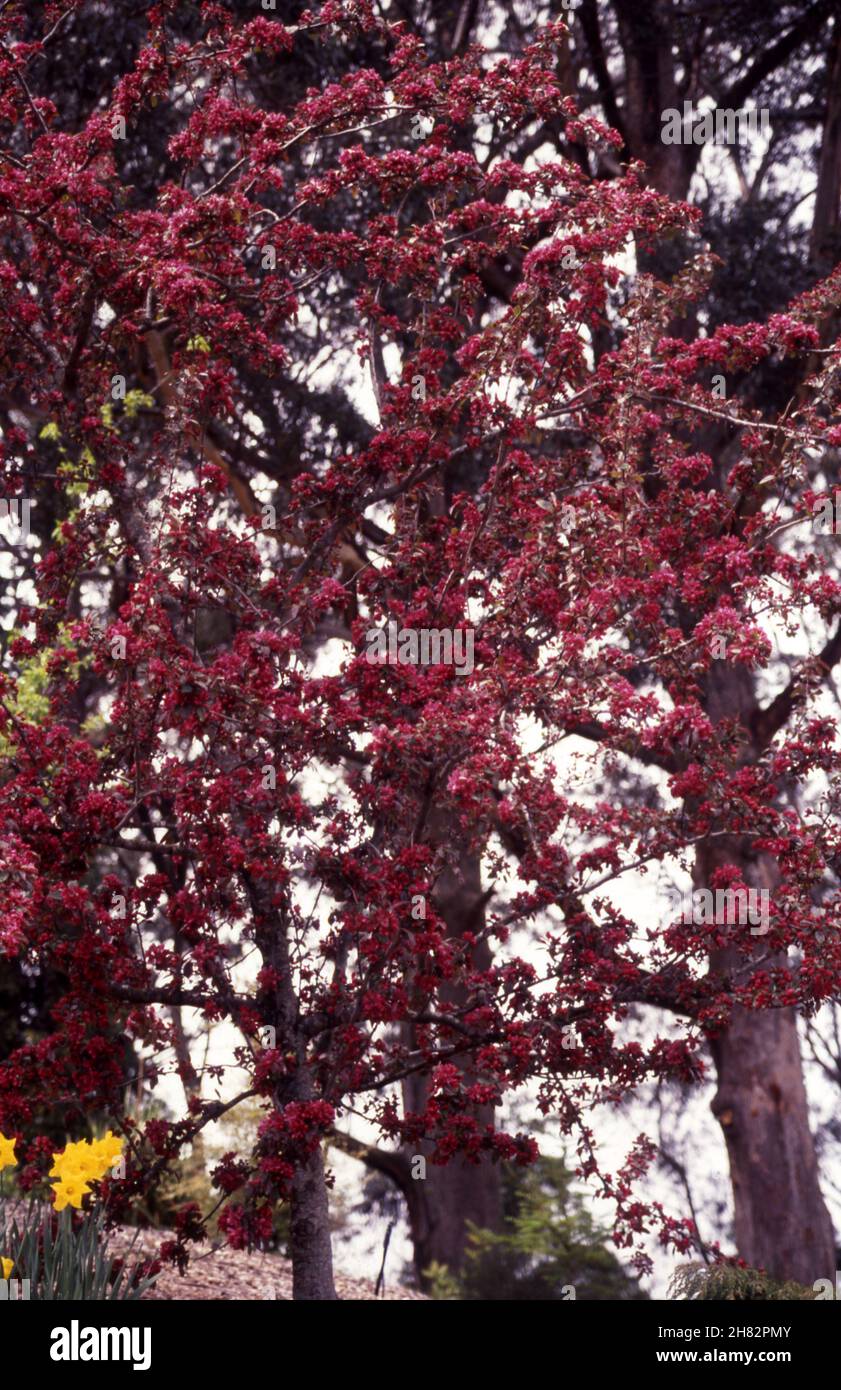 MALUS X PURPUREA TREE (FLOWERING PURPLE CRAB APPLE) Stock Photo