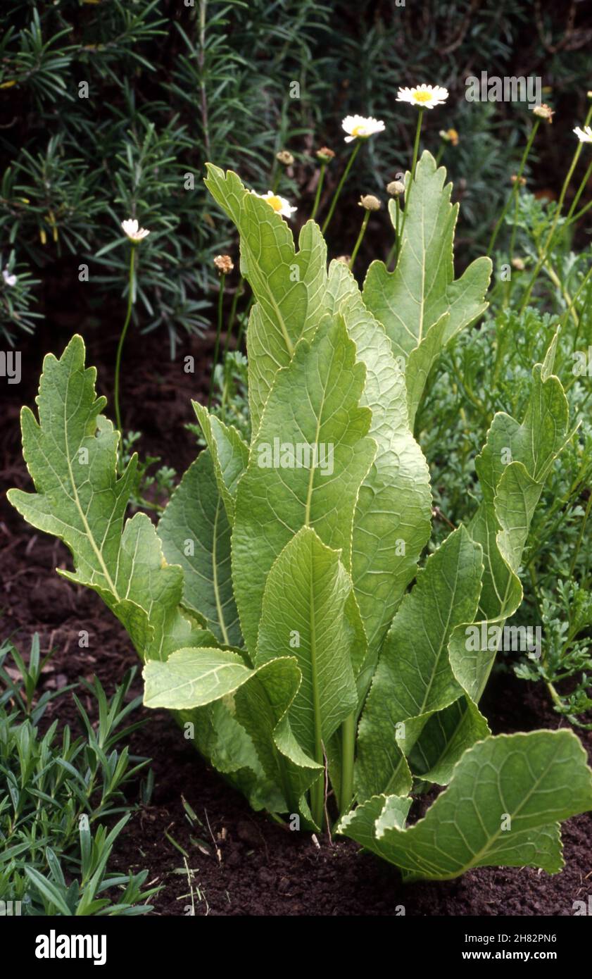 FOLIAGE OF THE HORSERADISH PLANT (ARMORACIA RUSTICANA SYN. COCHLEARIA ARMORACIA) GROWING IN VEGETABLE GARDEN. Stock Photo