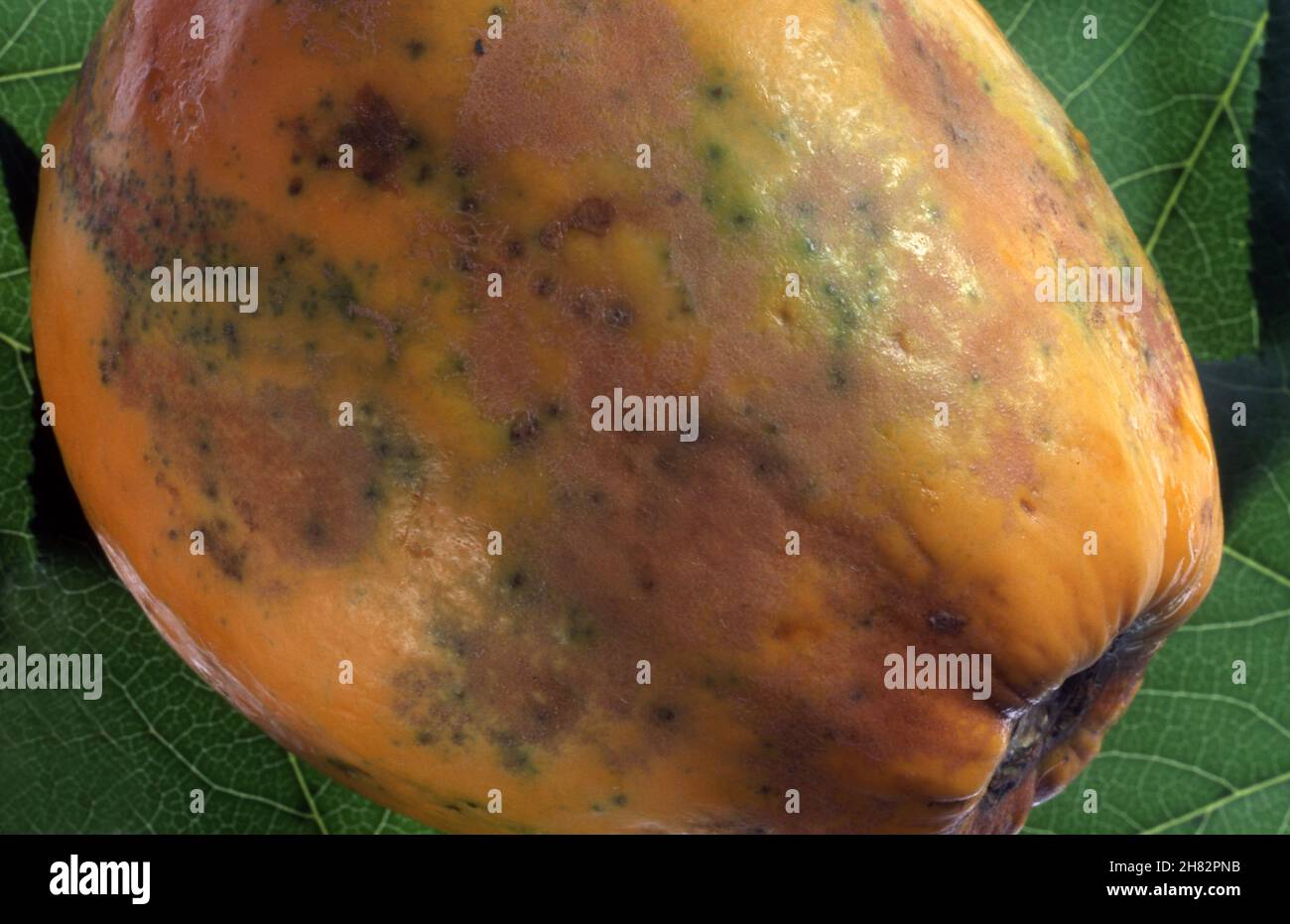 POWDERY MILDEW (OIDIUM) ON PAWPAW FRUIT Stock Photo Alamy