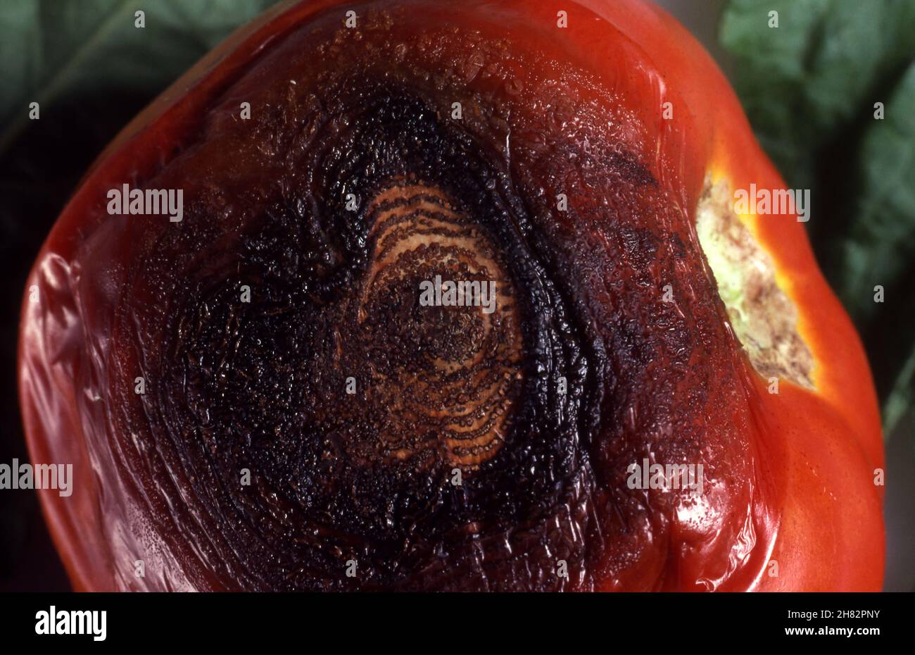 ANTHRACNOSE (COLLETOTRICHUM GLOEOSPORIOIDES) ON A TOMATO. LATER DEVELOPMENT OF SAUCER-SHAPED DEPRESSIONS. Stock Photo