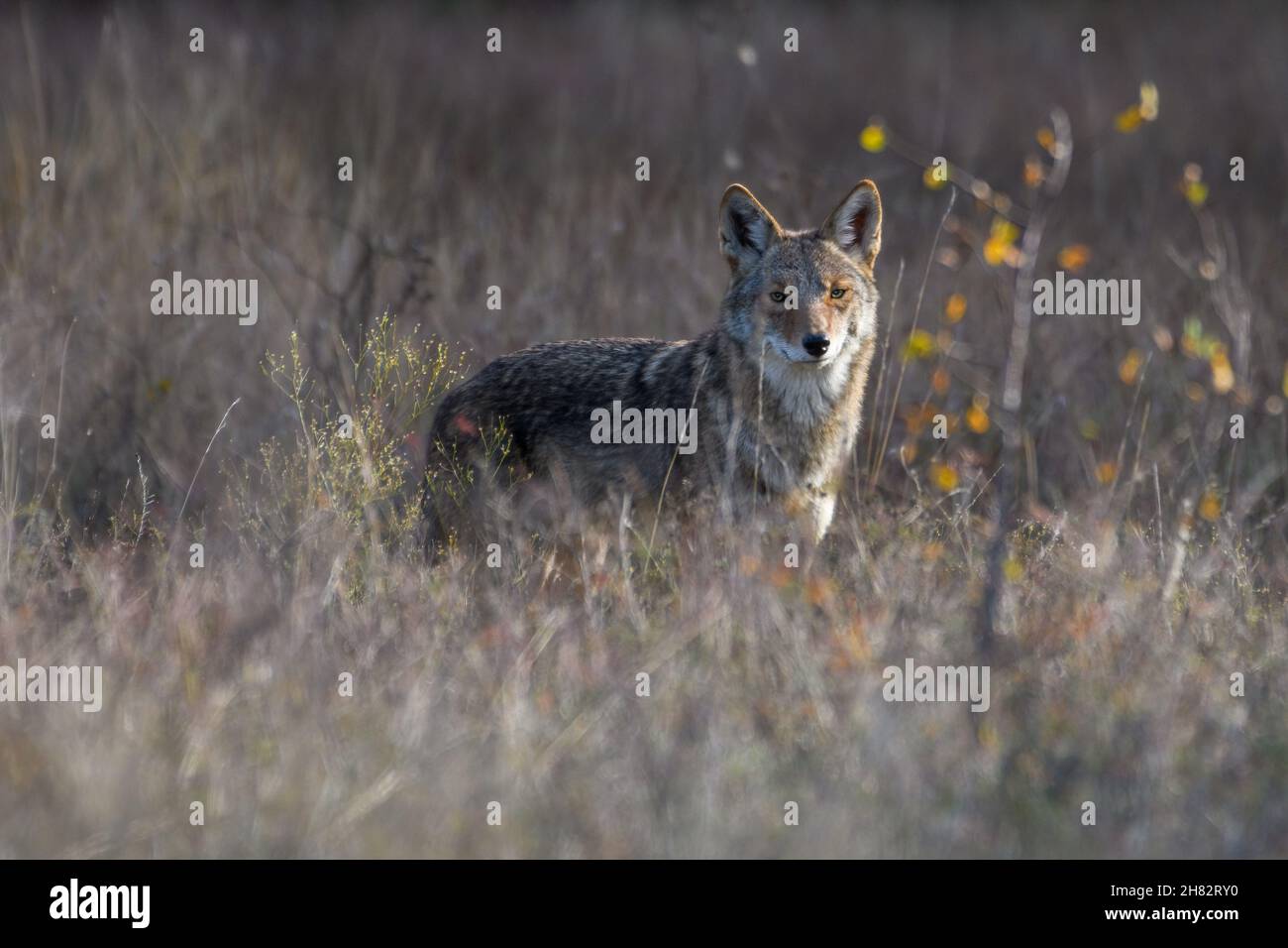 Coyote (Canis latrans) standing in tall prairie grass Stock Photo
