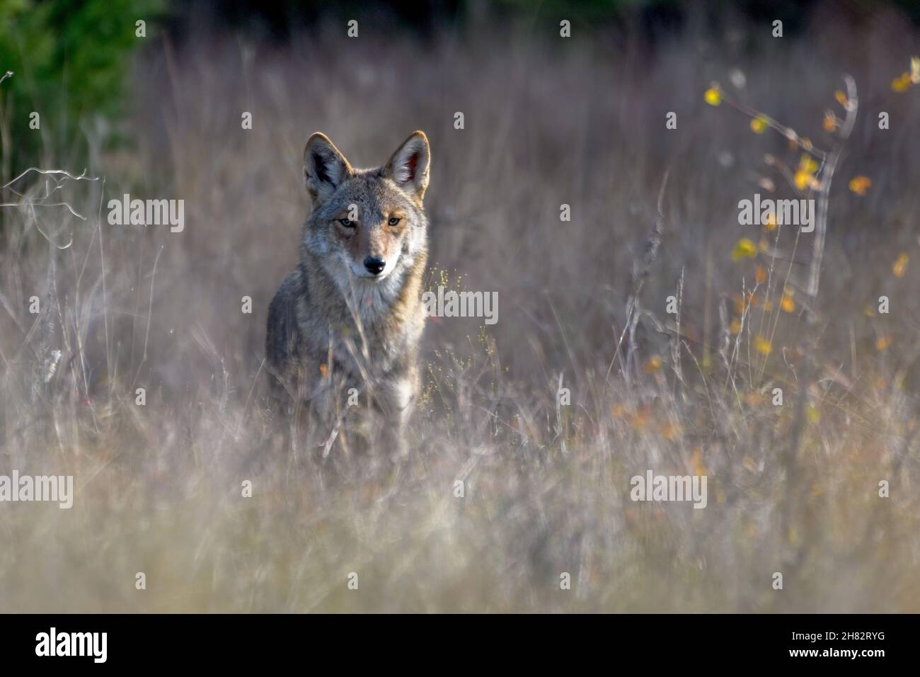 coyote (Canis latrans) standing in tall prairie grass Stock Photo
