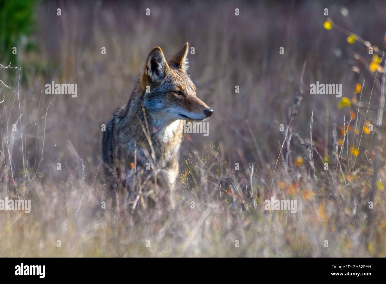 coyote (Canis latrans) standing in tall prairie grass Stock Photo