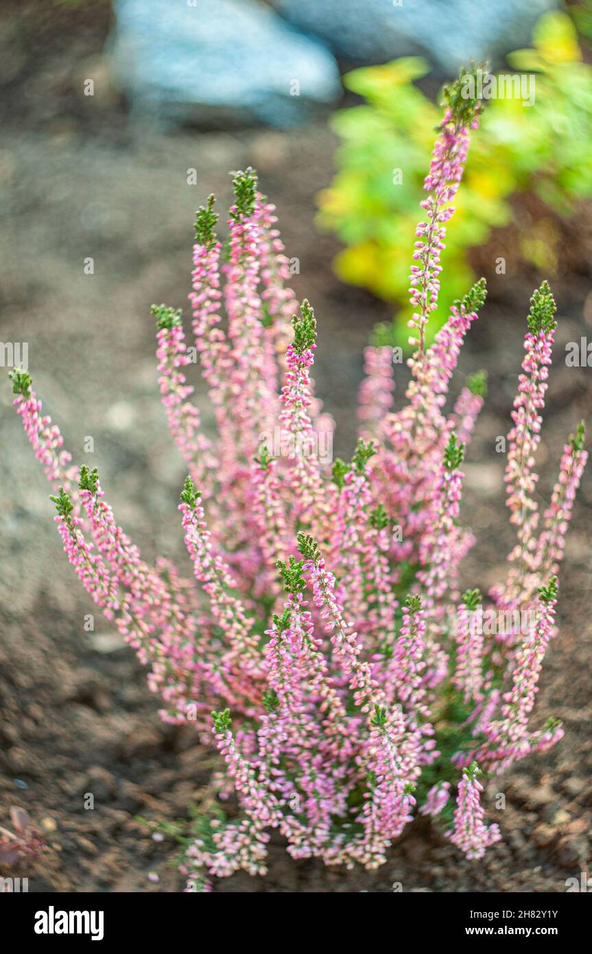 Blooming heather pink. Plants for the Scandinavian garden Stock Photo