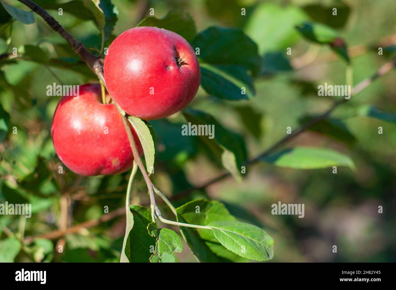 Two red apples on a branch. Ripe fruit Stock Photo