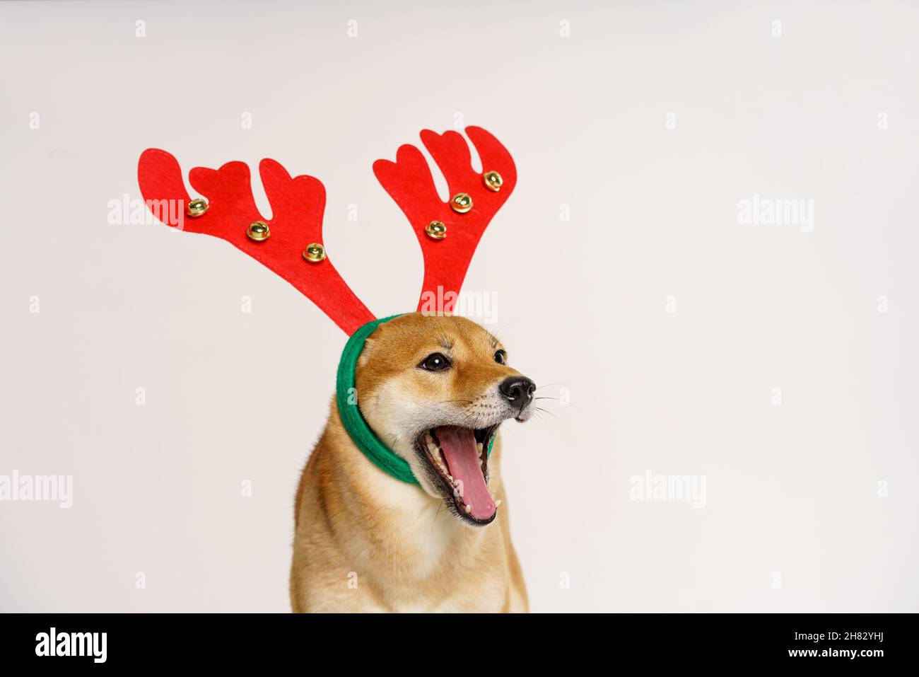 Close up portrait of funny beautiful dog in christmas deer costume looking to the side and licking itself, isolated on light background Stock Photo