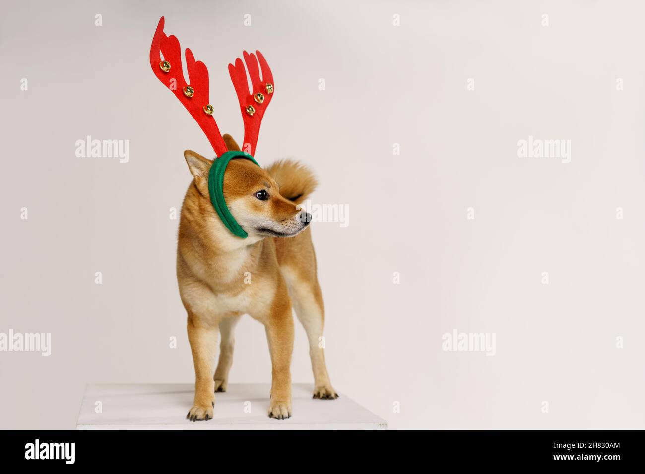 New year christmas dog breed red bow antlers light background isolate red with white. Pet for christmas Stock Photo