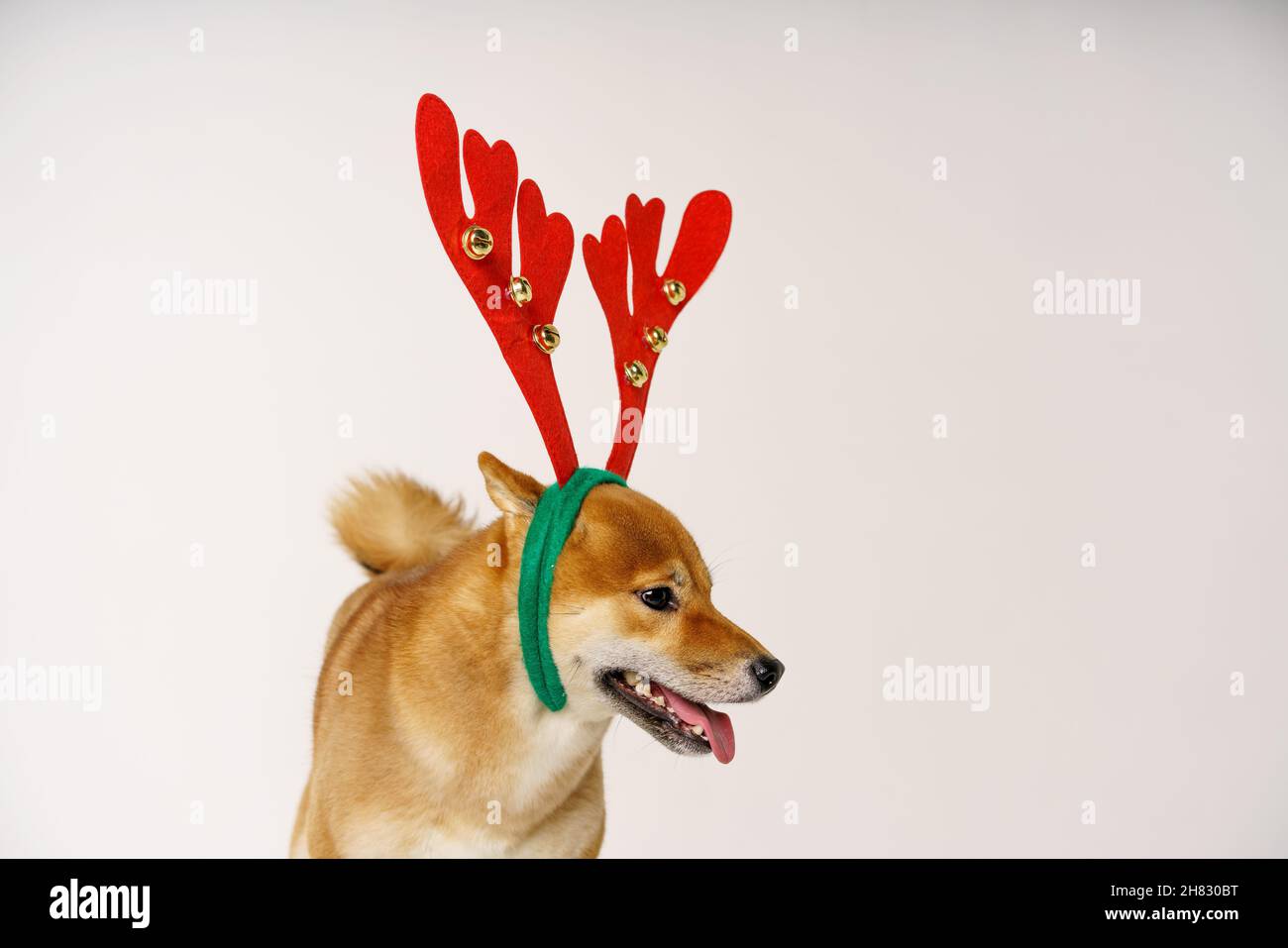New year and christmas concept with dog wearing red deer antlers headband on solid light background Stock Photo
