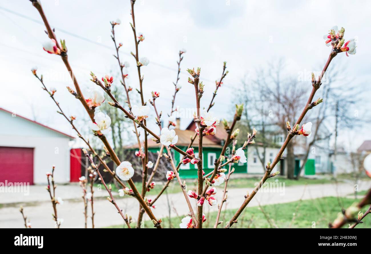 White cherry blossoms buds hi-res stock photography and images - Alamy