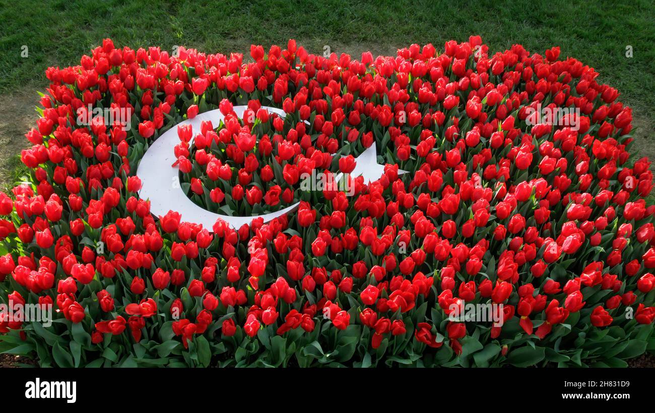 Red Tulips Decorated In The Shape Of A Turkish Flag Stock Photo