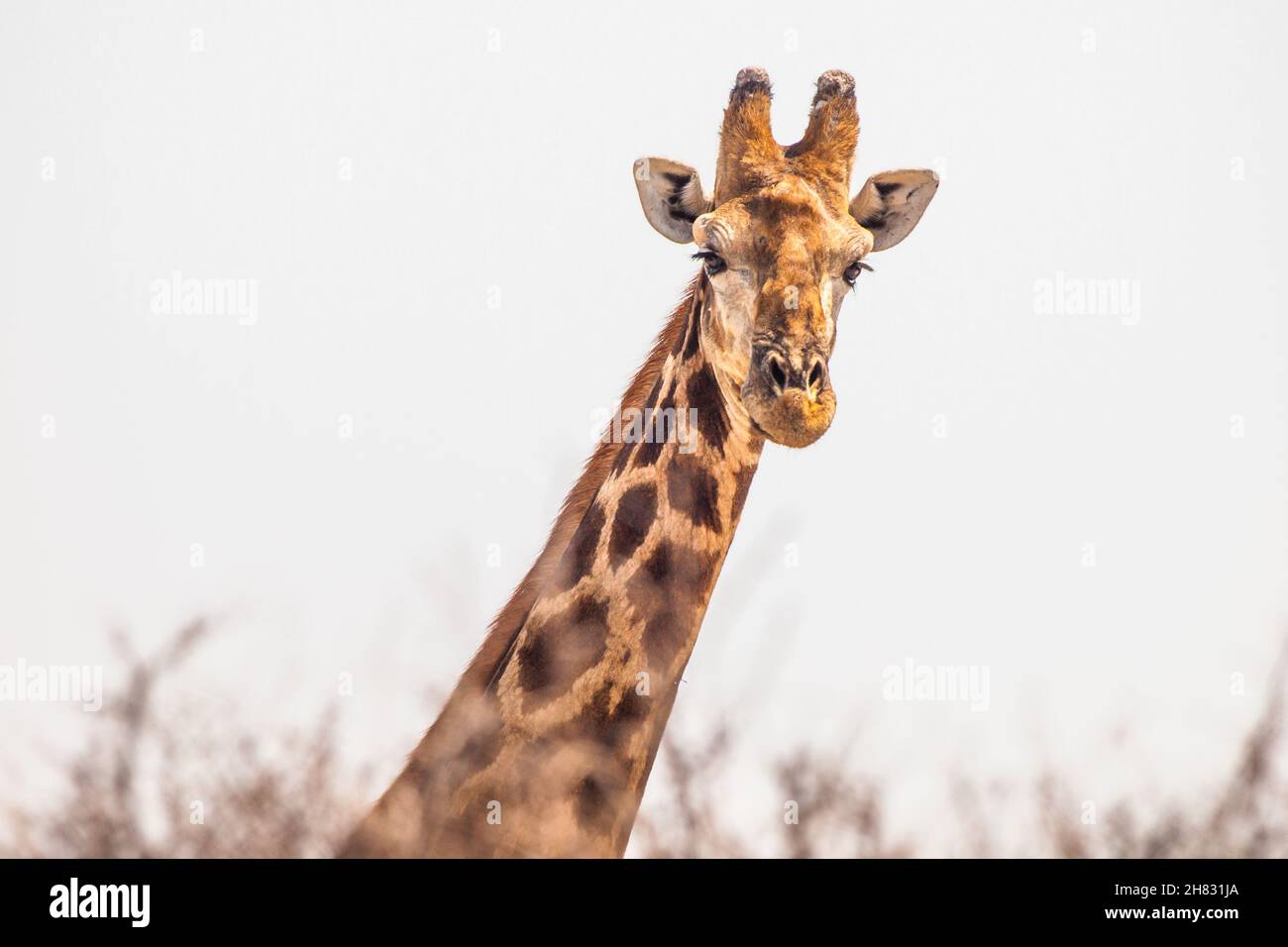 Close-up portrait of giraffe behind the bush Stock Photo