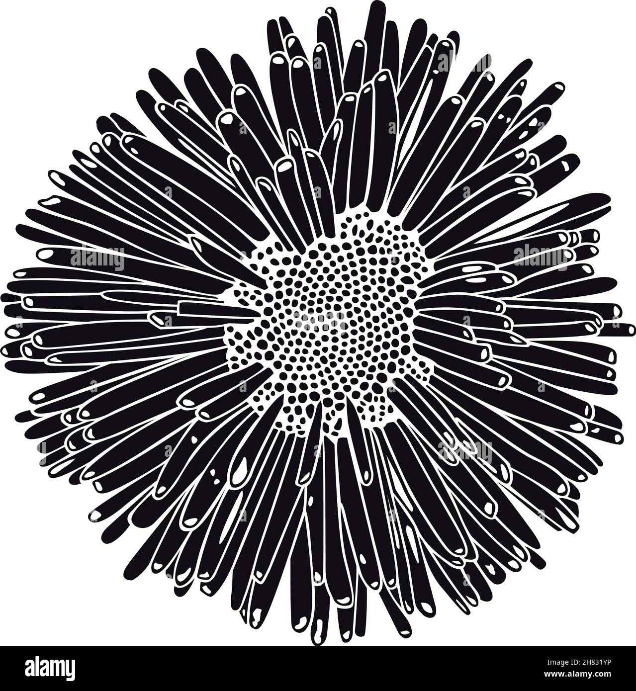 More botanical Cut Out Stock Images Pictures Alamy