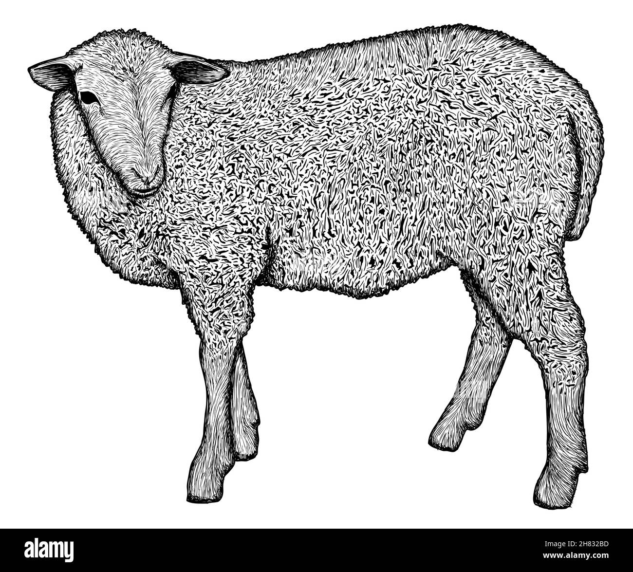 lamb profile drawing
