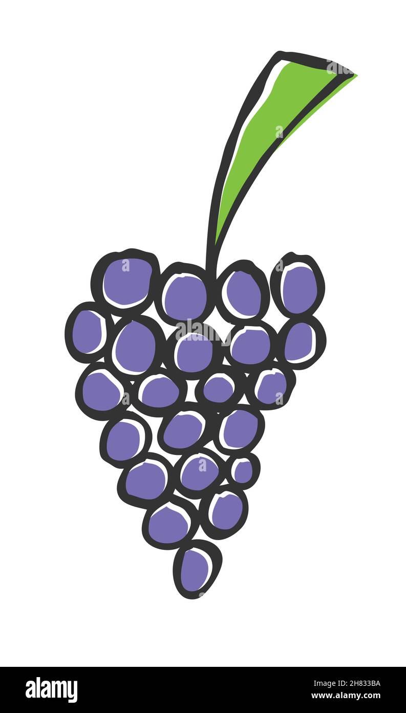 Hand drawn grapes, doodle illustration Stock Vector Image & Art Alamy