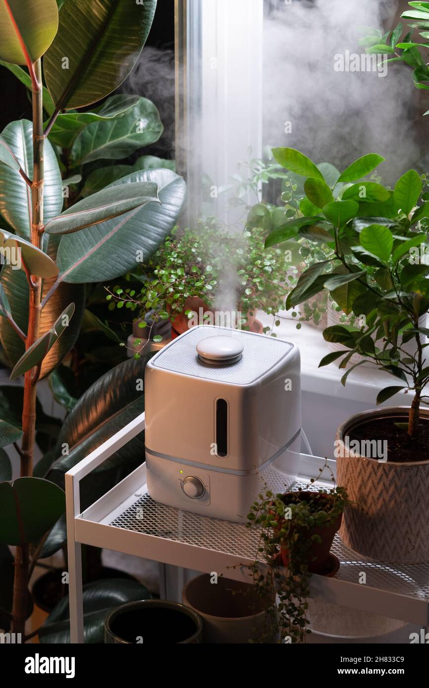 Steam from humidifier, moistens dry air surrounded by indoor houseplants.  Home garden, plant care Stock Photo - Alamy