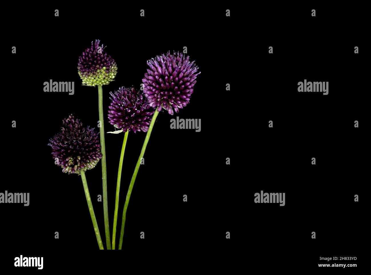 Allium rotundum flower an plant, common name round headed leek or purple flowered garlic, shot studio on black background Stock Photo