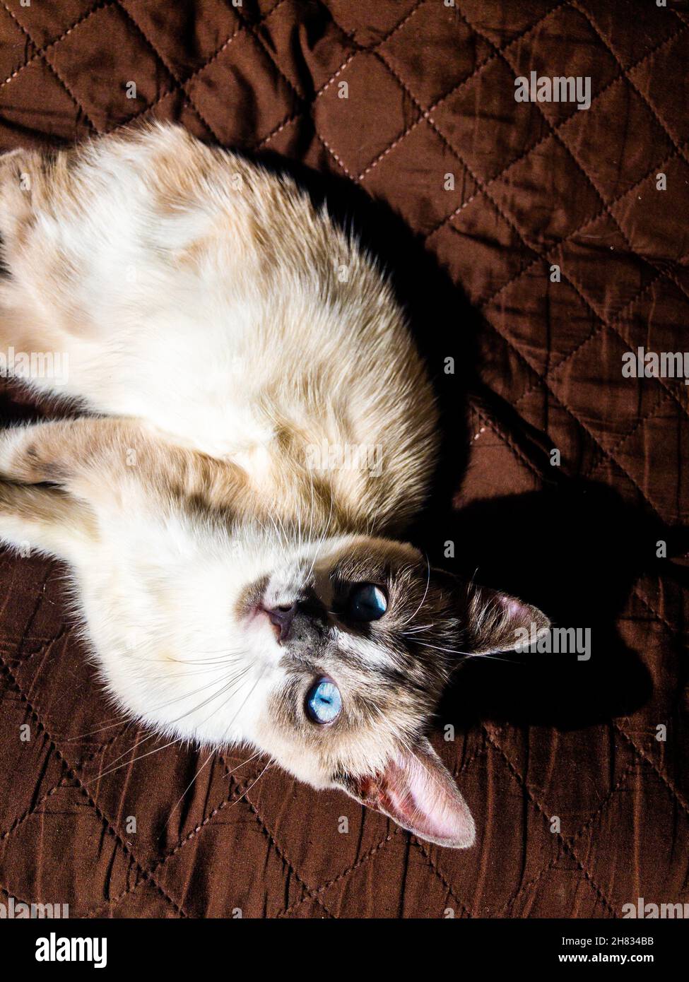 Vertical shot of a Siamese cat on a bed Stock Photo