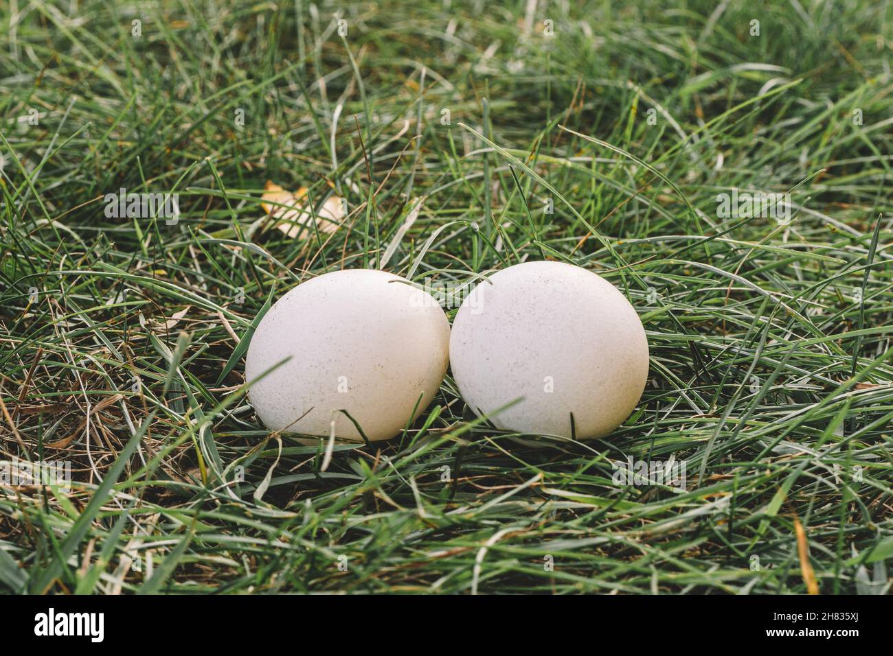 chicken egg- palatable profitable dietary natural product husbandry. two white chicken eggs are lying on the green grass. Stock Photo