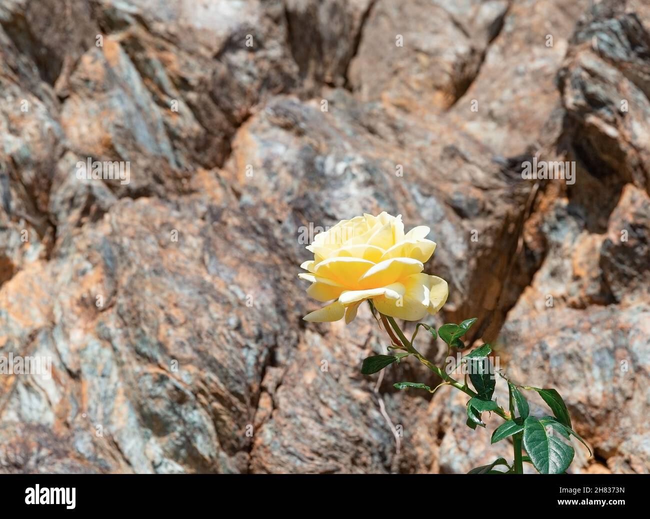 Yellow rose on the background of a stone rock Stock Photo