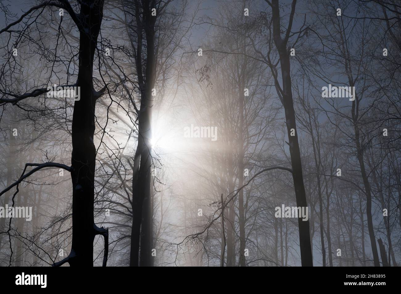Morning sunlight streaming through mist in Swallowship Woods, Hexham, Northumberland, England Stock Photo
