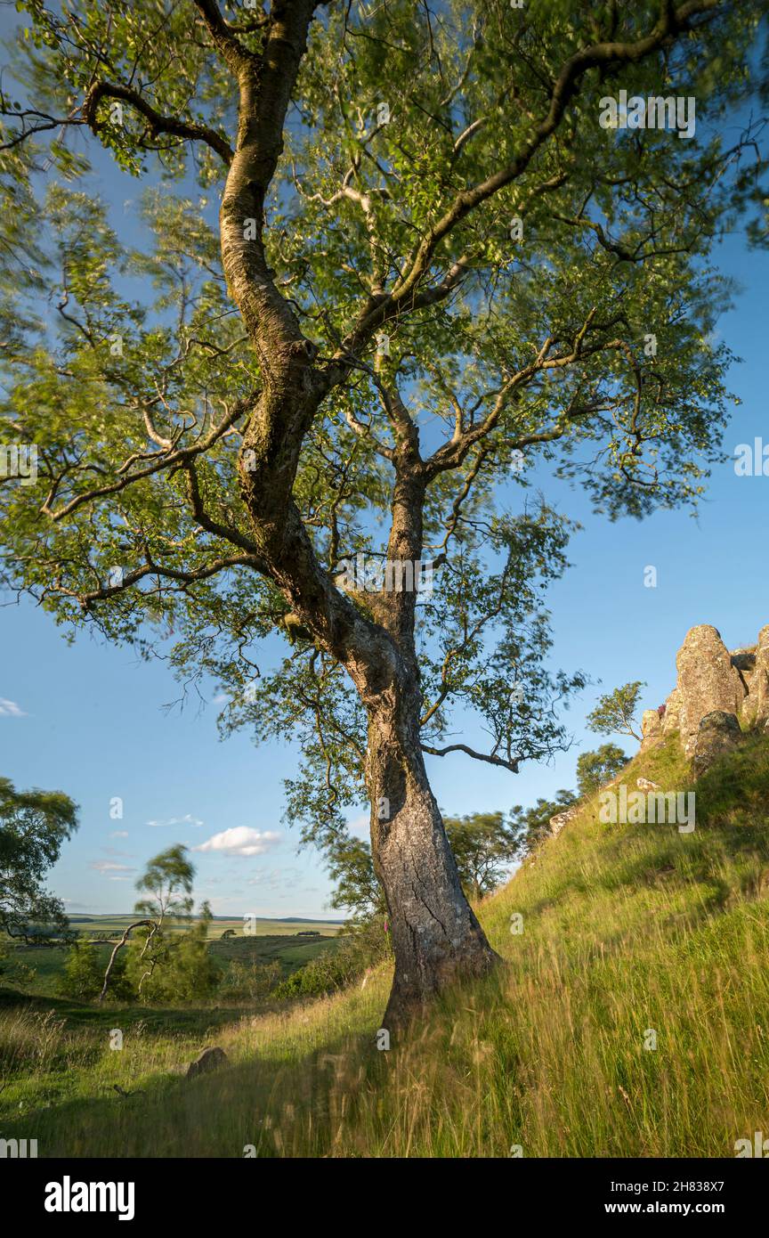 Alder tree at Walltown Crags, Northumberland National Park, England Stock Photo