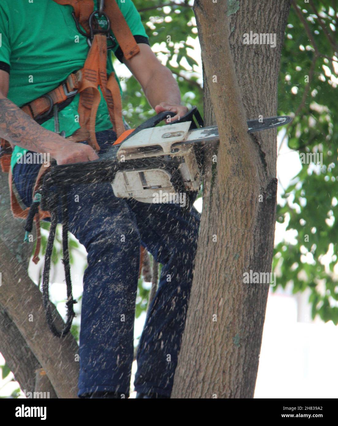 An arborist using a chainsaw to prune a tree, with safety equipment in an apartment condominium, during the day. Stock Photo