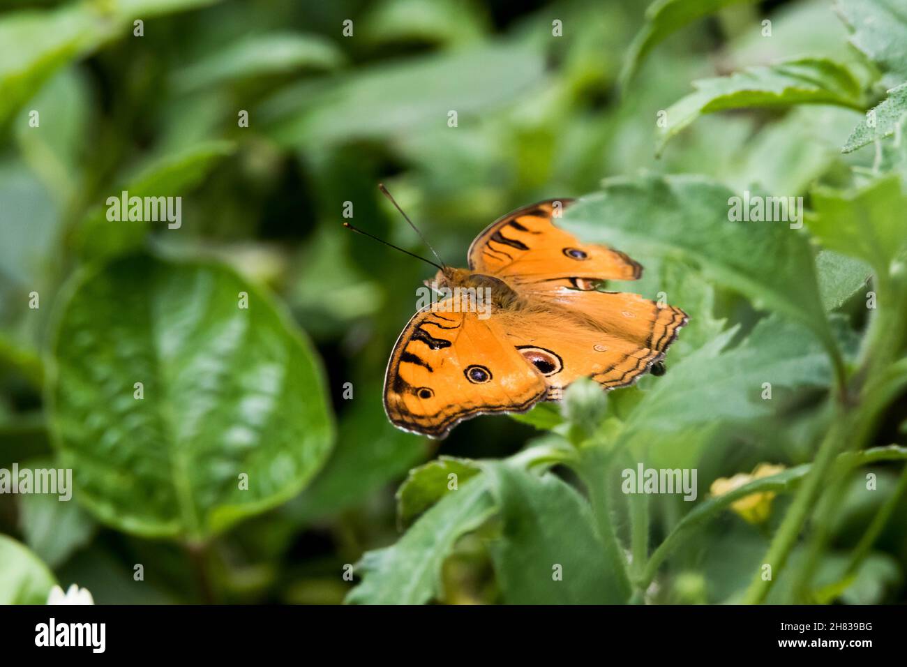 A view of an orange butterfly with black spots on its feathers Stock