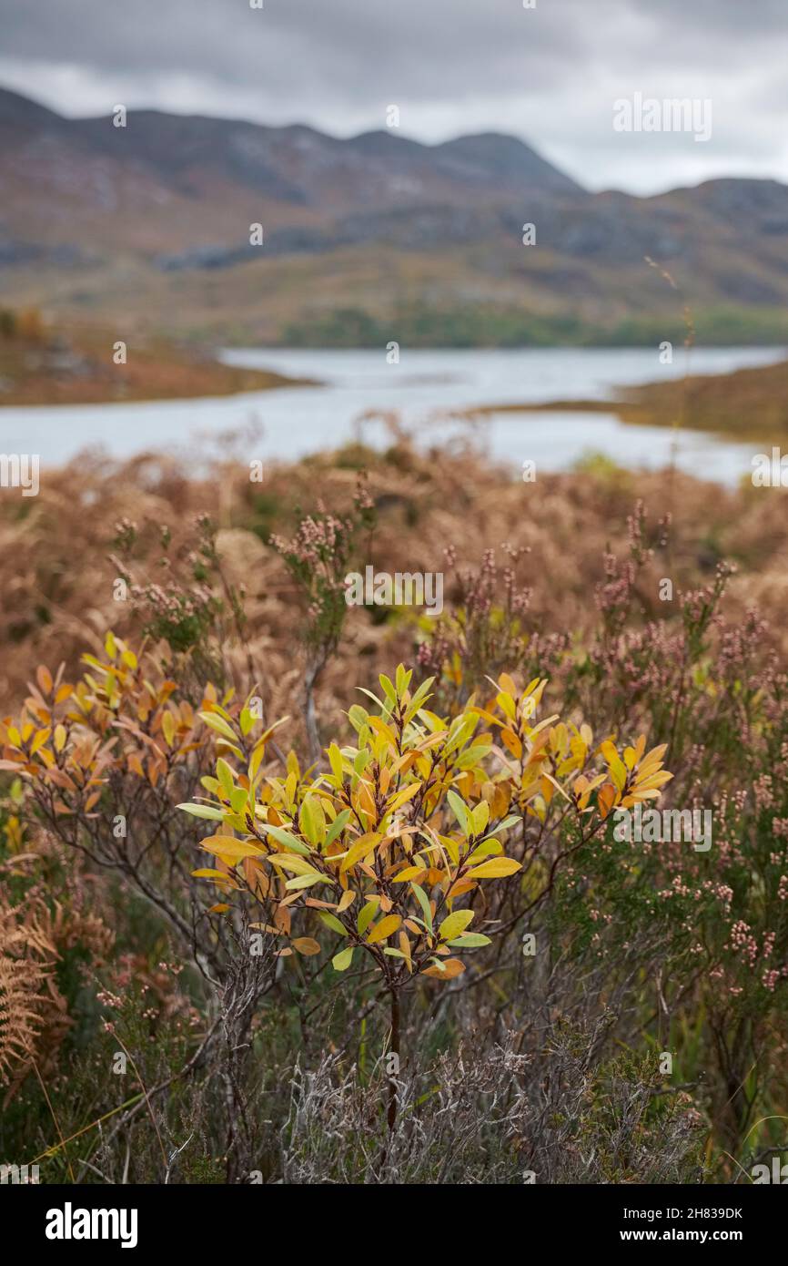 Autumnal foliage on the banks Loch Maree in Wester Ross near Gairloch, Scotland Stock Photo