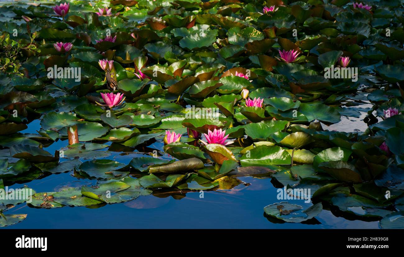 Water lilies on a New Forest Pond Stock Photo