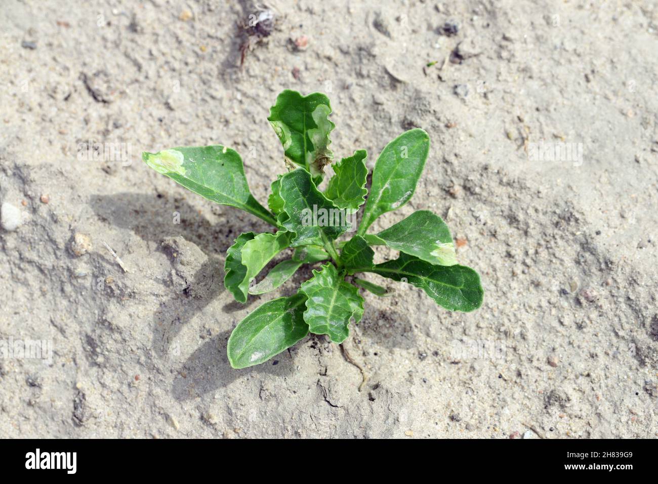 Sugar beet miner Pegomya betae hyoscyami on sugar beet leaves. It is a