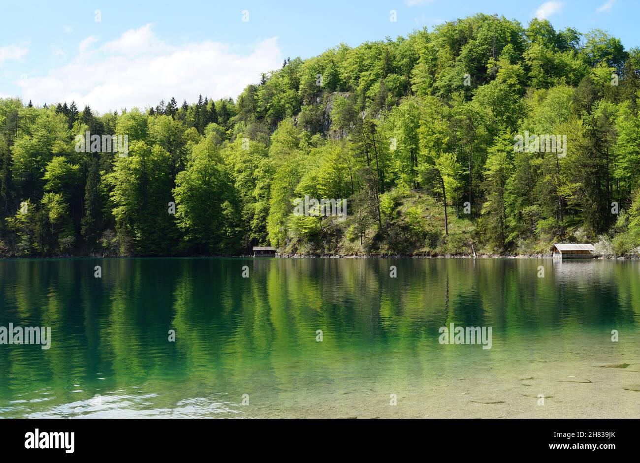 emeraldgreen lake Alpsee in the German Alps in Hohenschwangau
