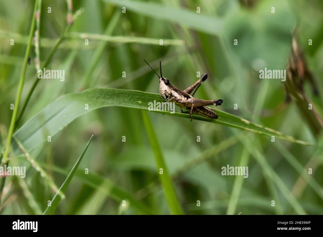 A view of a grasshopper sitting on a leaf. Stock Photo