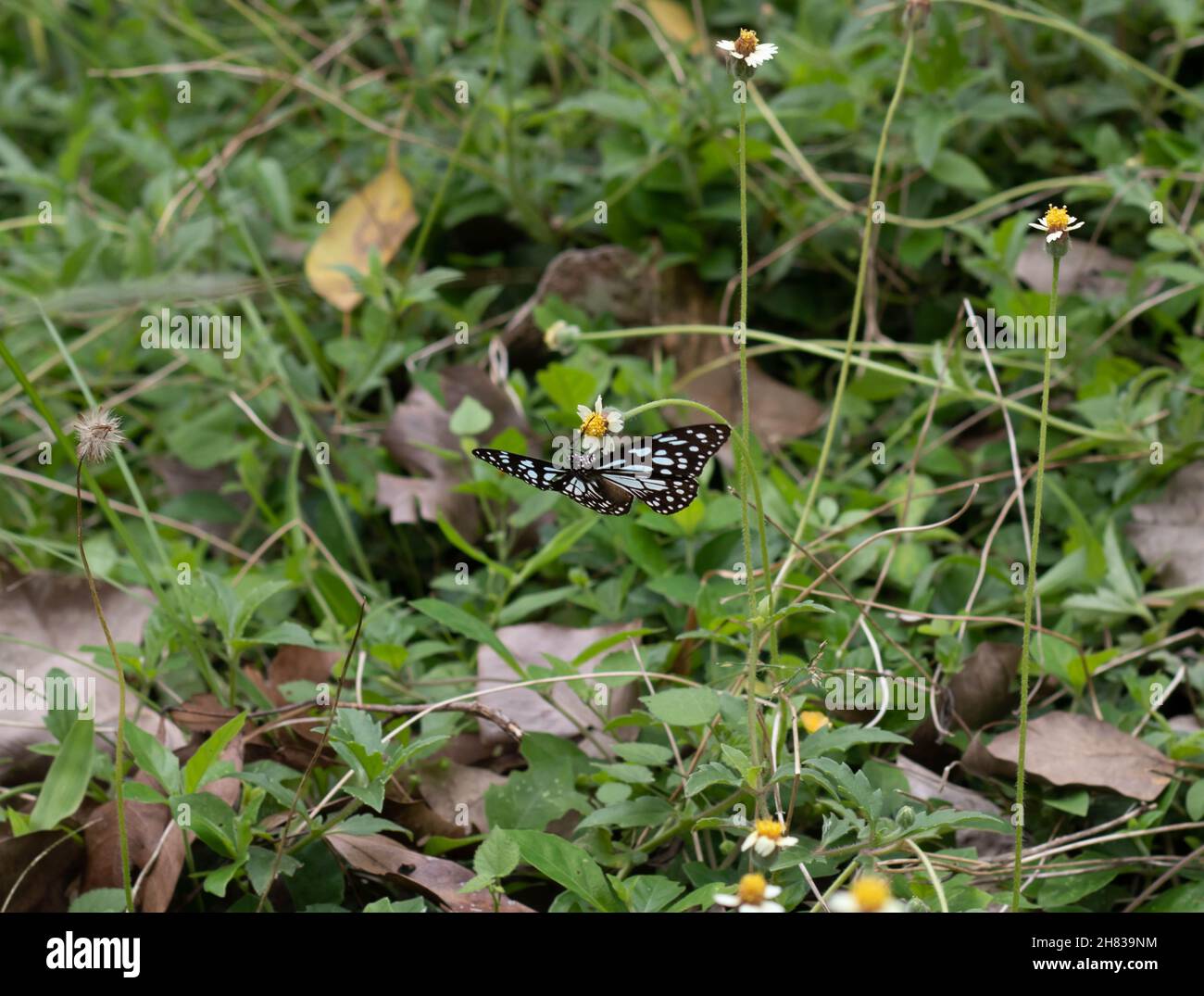 A view of a black and white butterfly Stock Photo Alamy