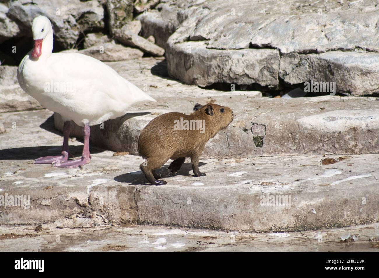 Capybara Riding Goose Beautiful view of zoo animals. The brown Capybara Hydrochoerus and ...