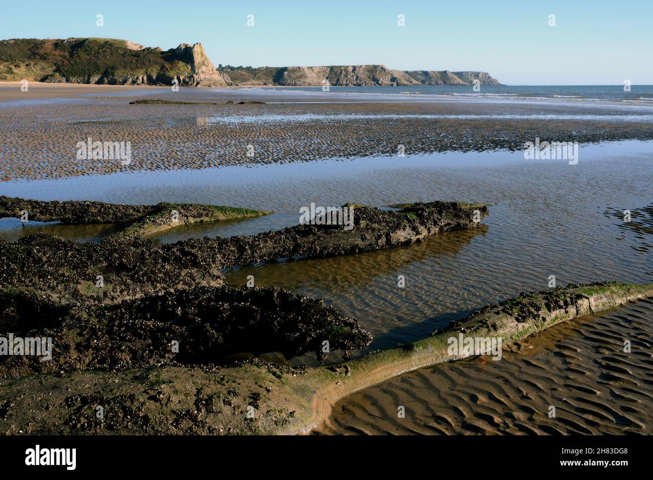 Sunken forest revealed at low tide on Oxwich beach, evidence of sea level rise Stock Photo