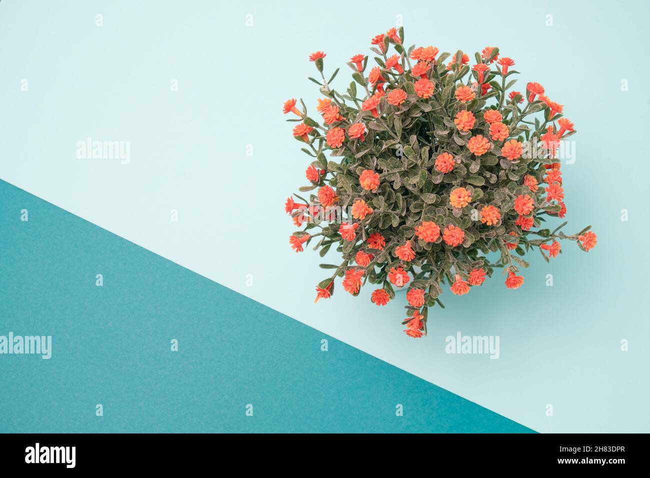 House plant with orange flowers in a pot against light blue background. Minimal design flat lay Stock Photo