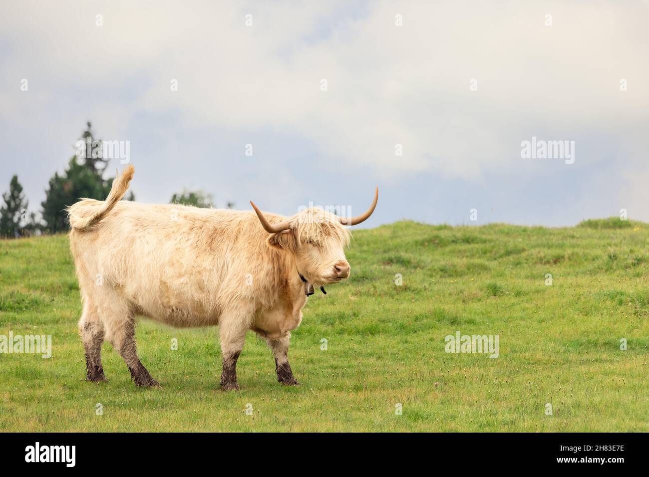 White female yak on a pasture in the Italian Alps Stock Photo