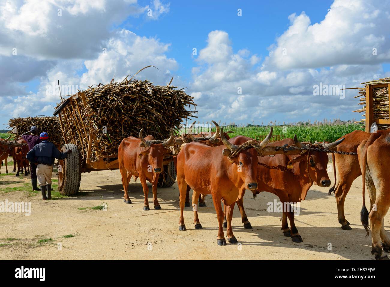 Ox cart, sugarcane, sugar cane harvest, Dominican Republic, Carribean, America |Ochsenkarre, Zuckerrohr, Zuckerrohrernte, Dominikanische Republik, Kar Stock Photo