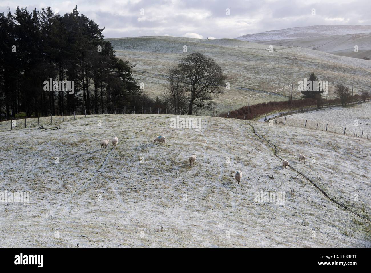 Llanfihangel-Nant Melan, Powys, Wales, UK. 27th Nov, 2021. A wintry landscape after snow fell overnight on high land near Llanfihangel-nant-Melan in Powys. Credit: Graham M. Lawrence/Alamy Live News Stock Photo
