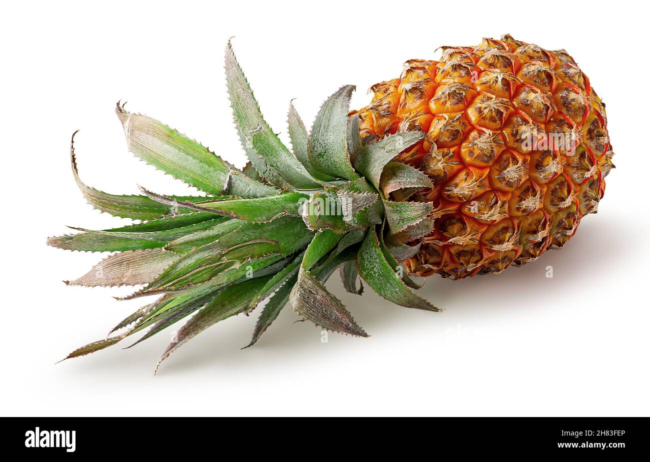 Single pineapple lies rotated isolated on white background Stock Photo