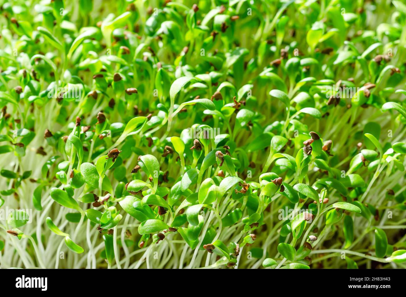 Alfalfa microgreens close up. Fresh and young lucerne seedlings, Medicago sativa, in sunlight. Green shoots, young plants and sprouts. Legume. Stock Photo