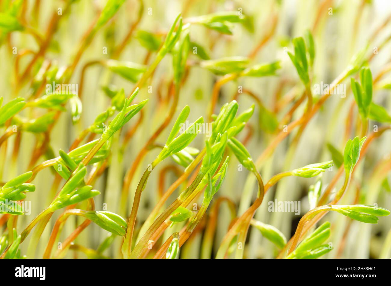 Beluga lentil microgreens, front view, close up. Fresh seedlings of black lentils, Lens culinaris, young plants and shoots of Indianhead lentils. Stock Photo
