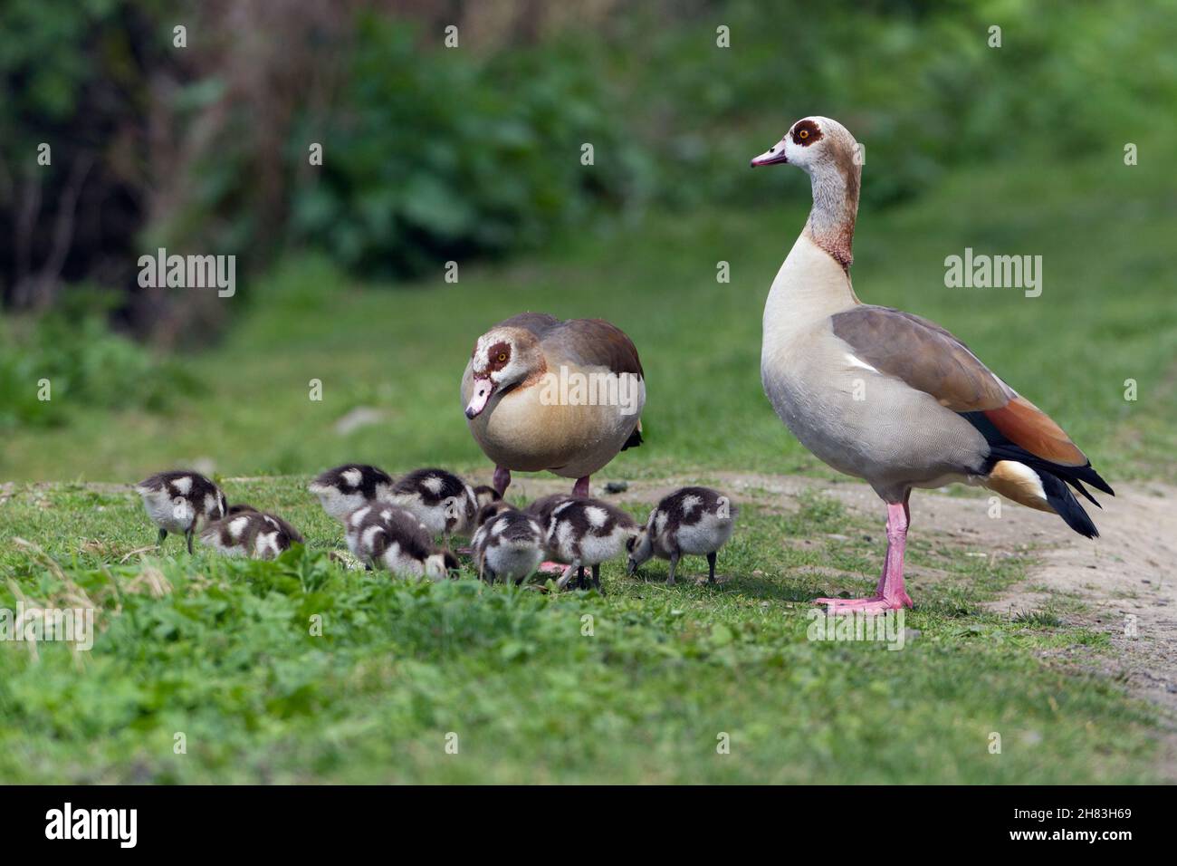 Egyptian Goose (Alopochen aegyptiaca), parent birds tending there goslings, Lower Saxony, Germany Stock Photo